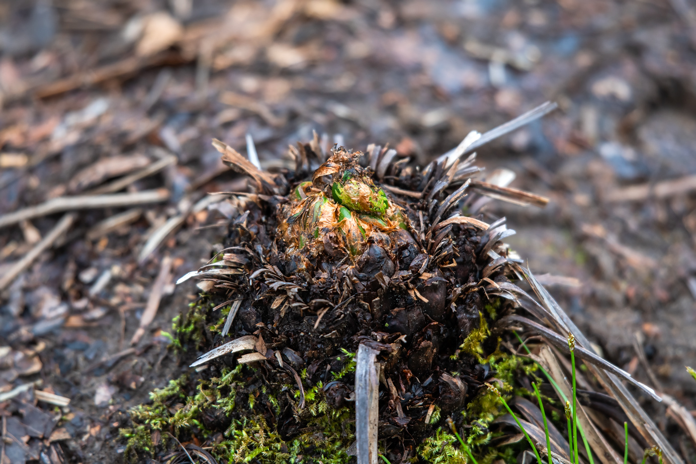 Image of Matteuccia struthiopteris specimen.