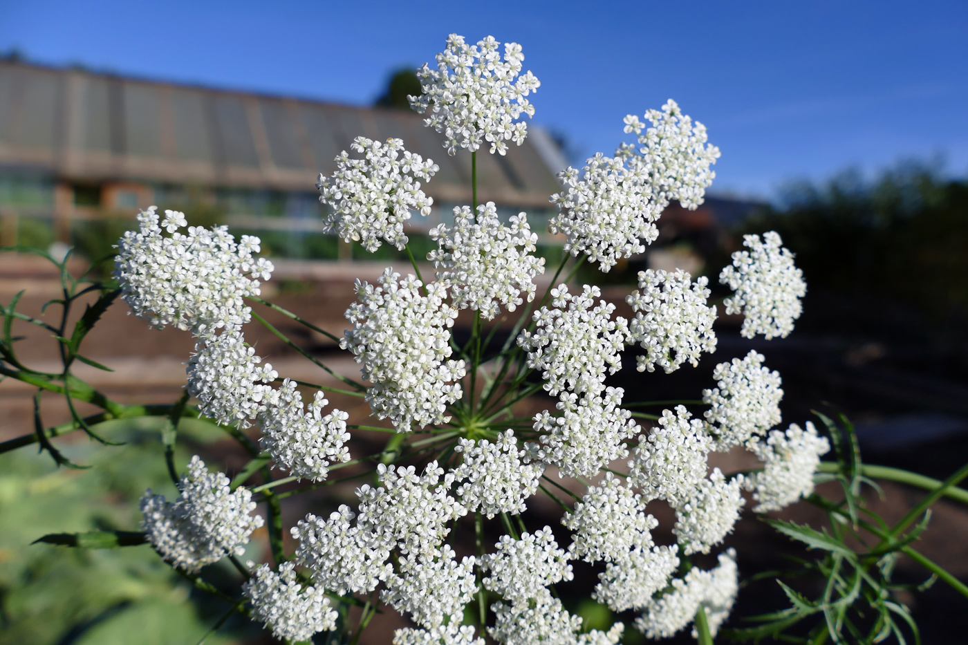Image of Petroselinum crispum specimen.