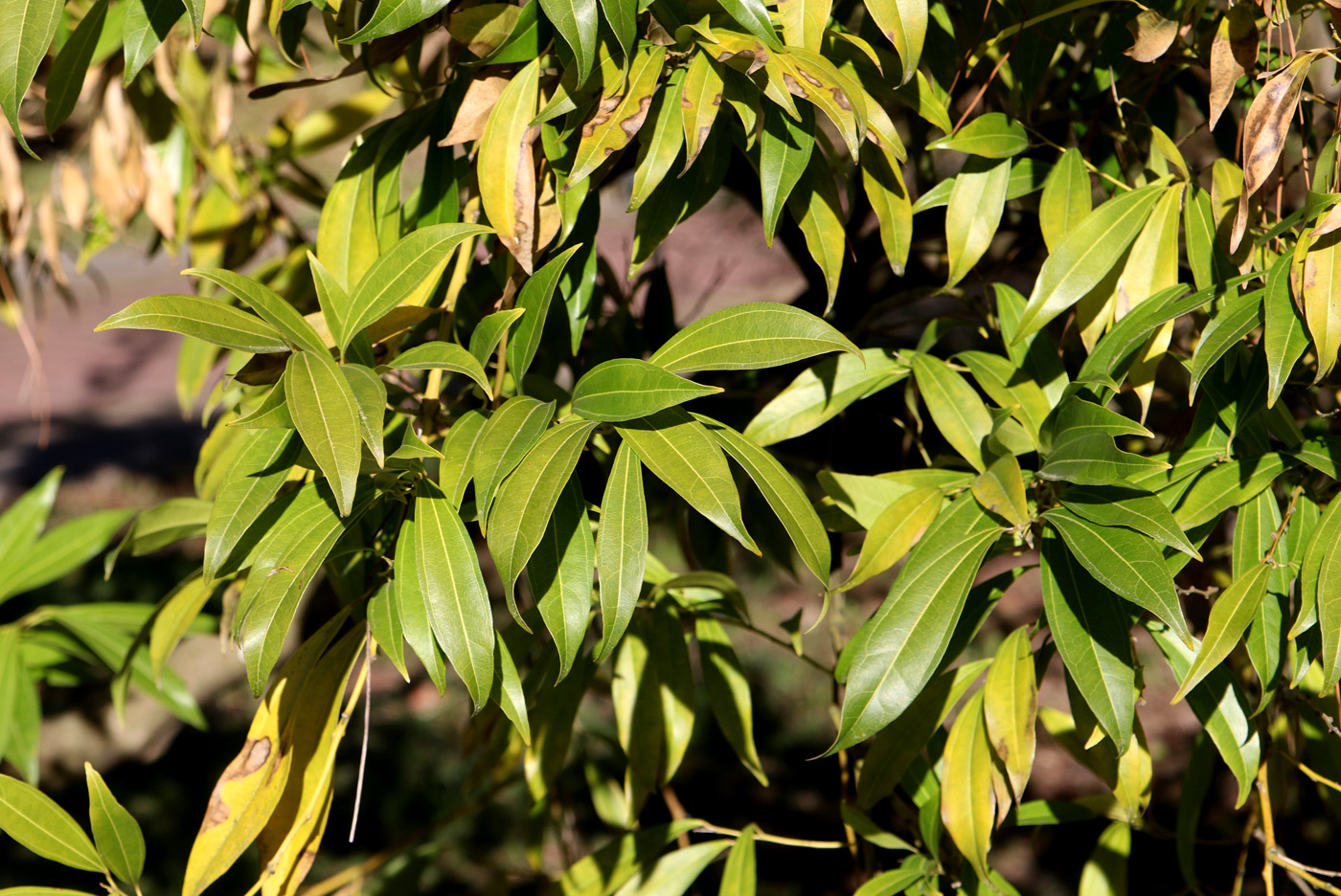 Изображение особи Cocculus laurifolius.