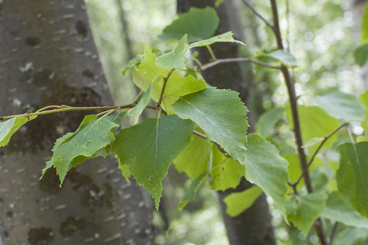 Image of genus Betula specimen.