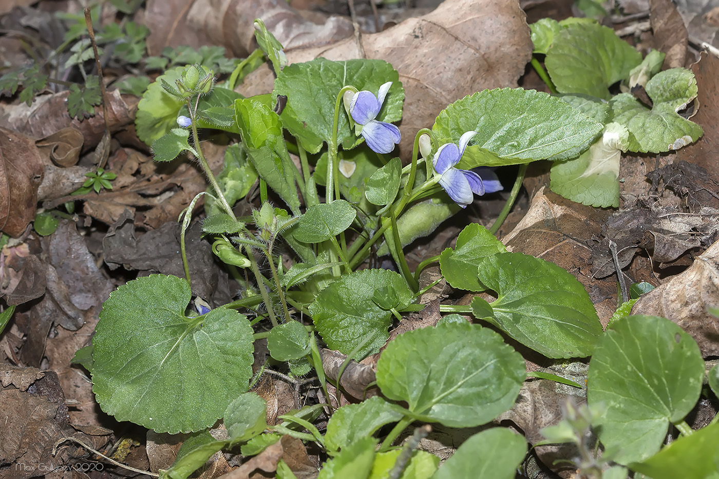 Image of genus Viola specimen.