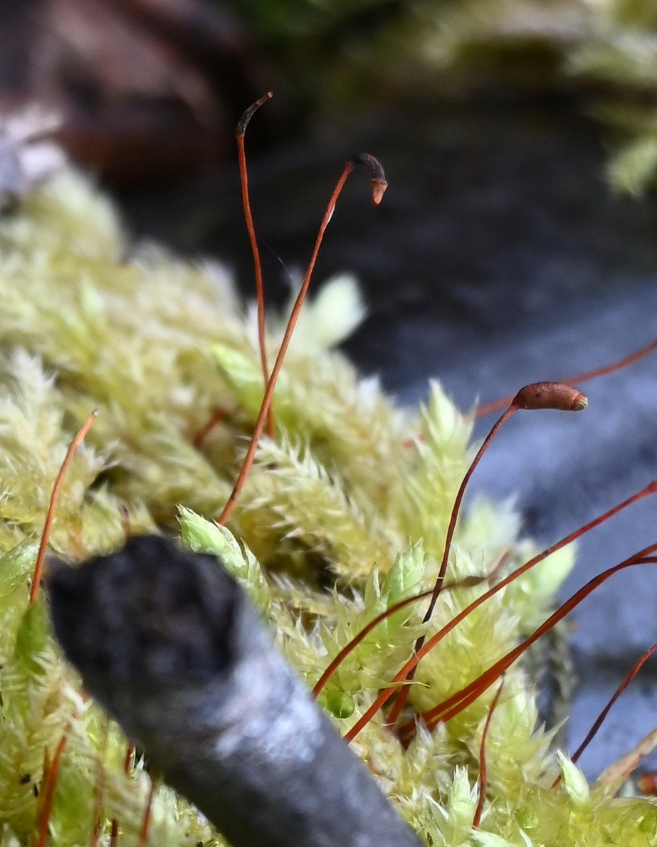 Image of class Bryopsida specimen.