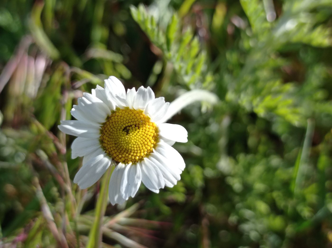 Изображение особи Anthemis ruthenica.