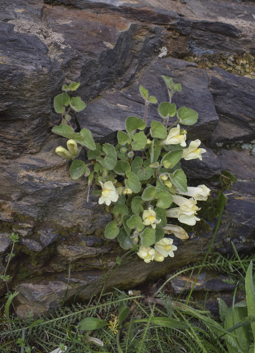Image of Asarina procumbens specimen.