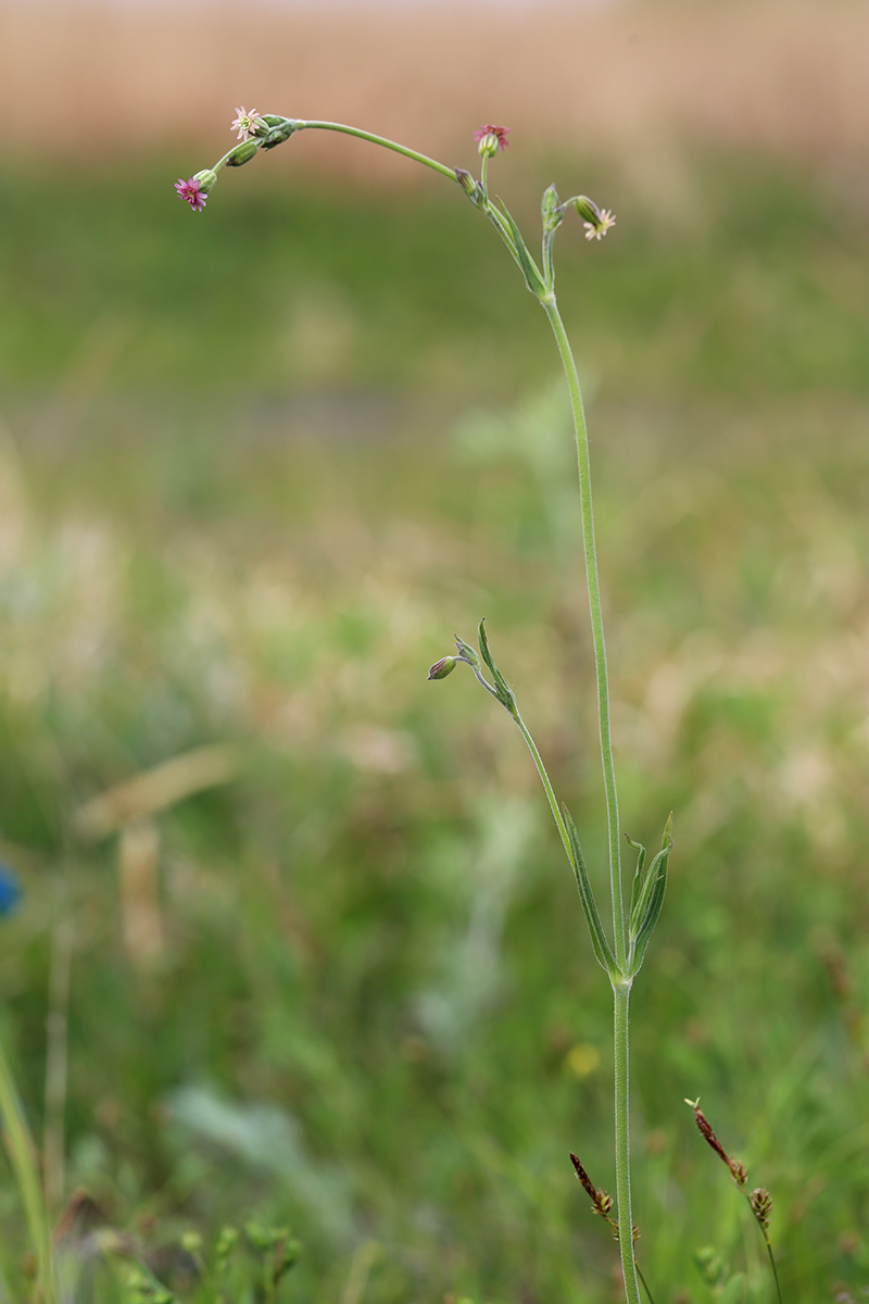 Изображение особи Silene aprica.