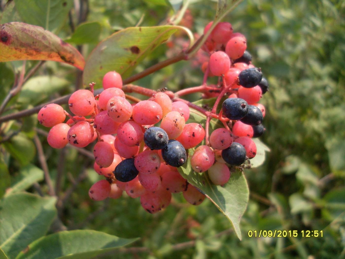 Image of genus Viburnum specimen.