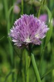 Allium schoenoprasum. Соцветие. Санкт-Петербург, Кировский р-н, цветник на бульваре. 06.06.2026.