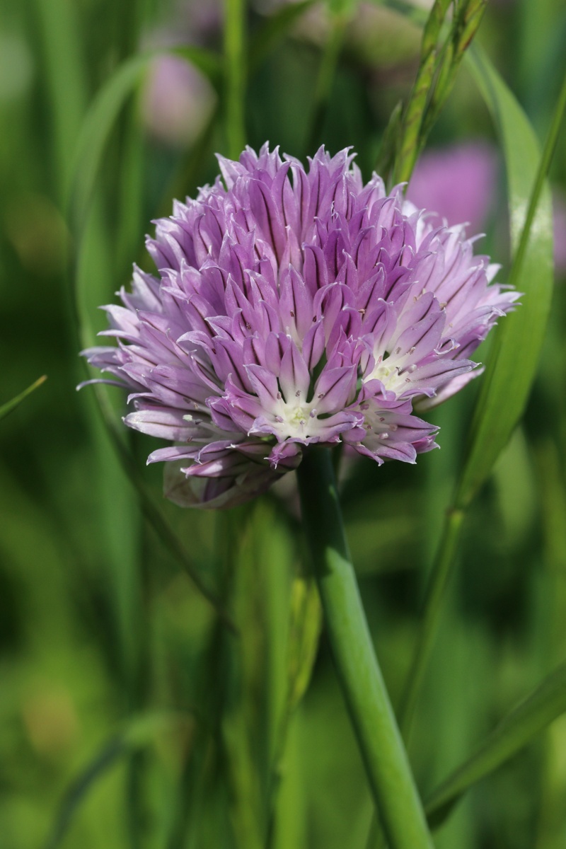 Image of Allium schoenoprasum specimen.