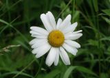 Leucanthemum vulgare. Цветок. Московская обл., г. о. Пущино, сухой луг в окрестностях города. 23.06.2026.