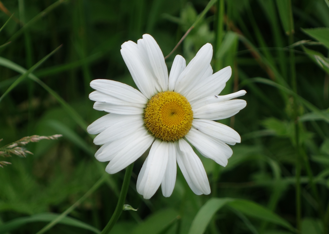 Image of Leucanthemum vulgare specimen.