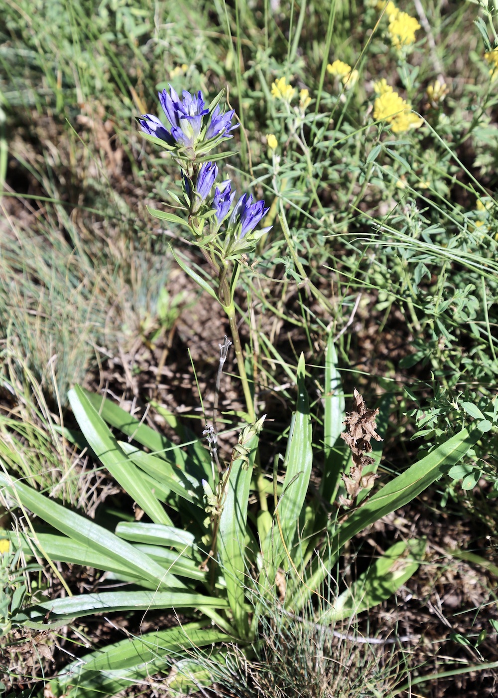 Image of Gentiana kirilowii specimen.