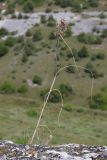Allium paniculatum. Цветущее растение. Крым, предгорье, средневековый город-крепость Эски-Кермен. 26.07.2026.