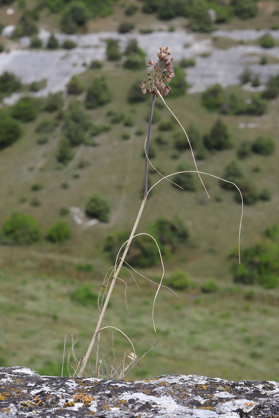 Image of Allium paniculatum specimen.