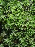 Riccardia multifida. Покров вегетирующих растений. Ленинградская обл., Ломоносовский р-н, ок. Сюрьевского болота, мелколиственно-елово-сосновый лес, на разлагающемся валеже крупной сосны. 03.05.2025.