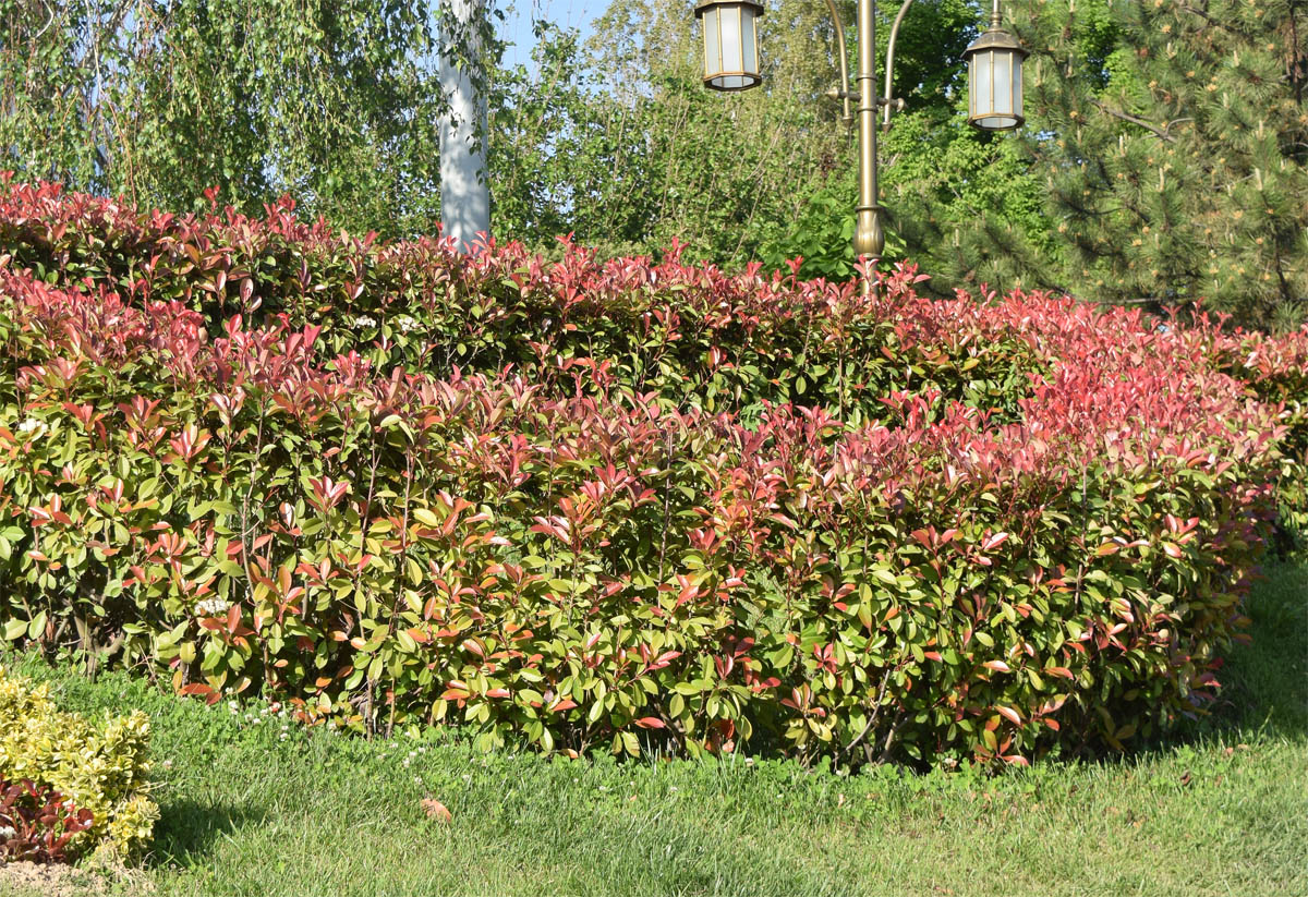 Изображение особи Photinia × fraseri.