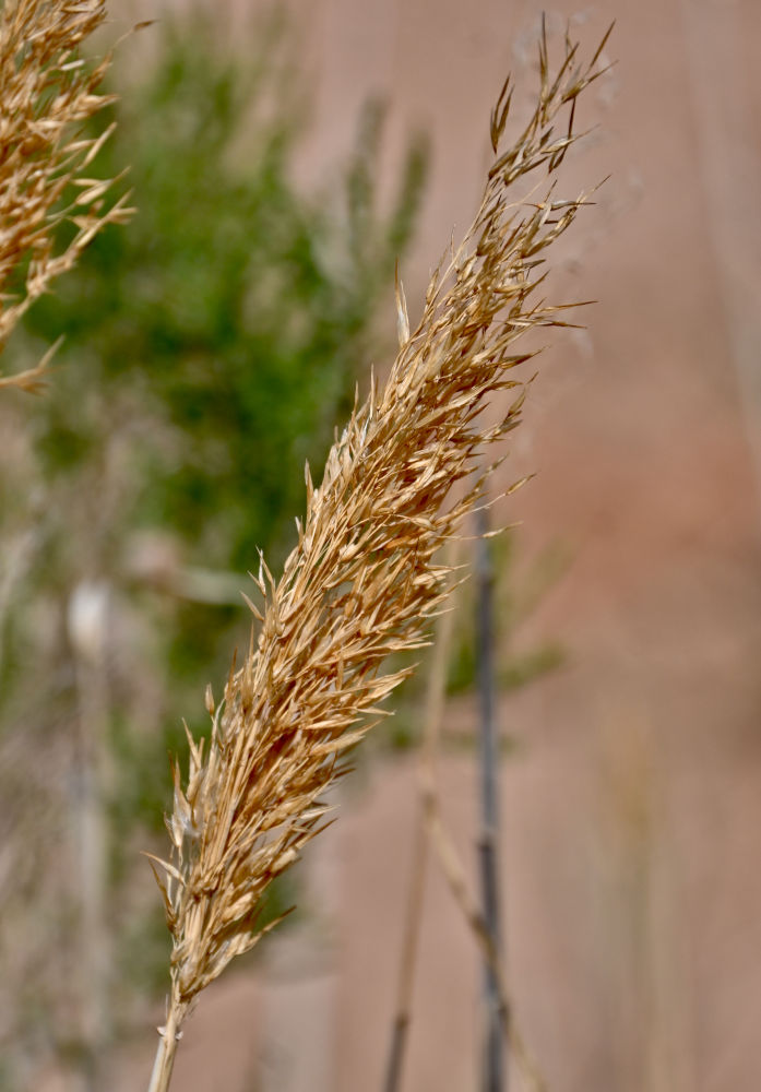 Image of Phragmites australis specimen.
