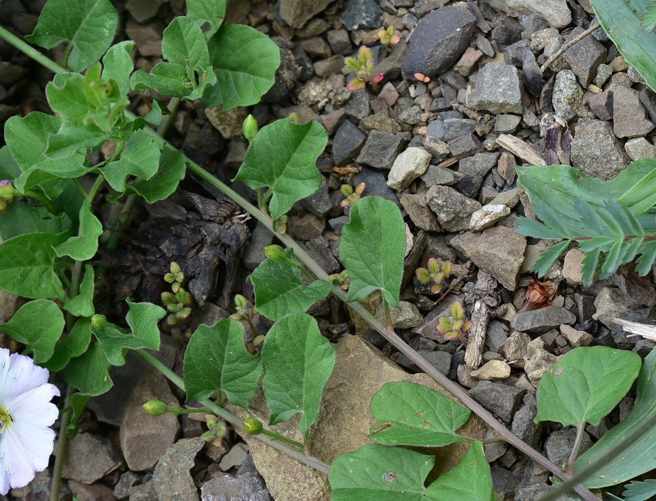 Изображение особи род Convolvulus.
