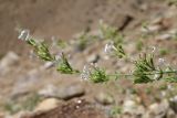 genus Lophanthus
