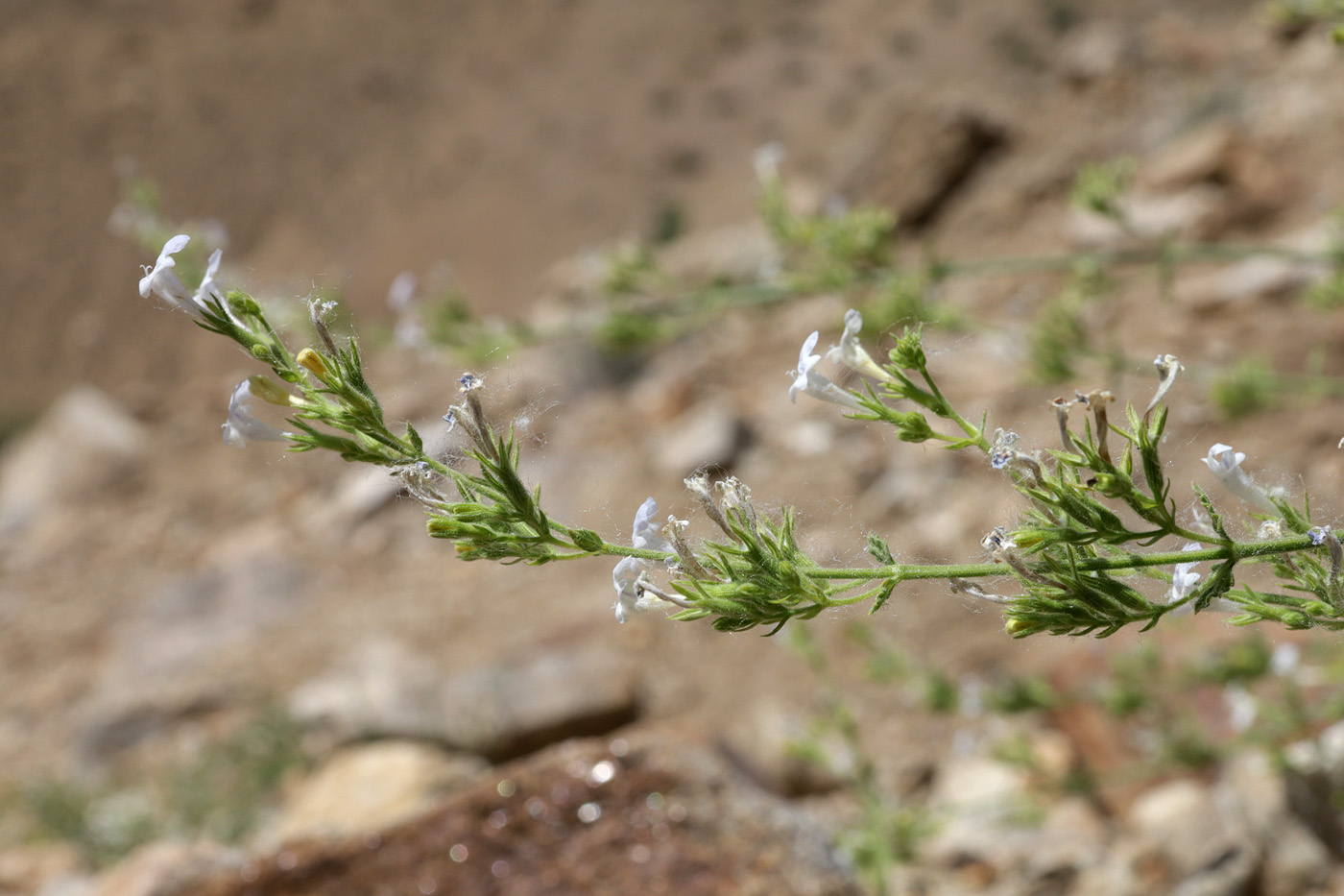 Image of genus Lophanthus specimen.