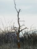 Armeniaca vulgaris. Крона покоящийся взрослого дерева. Республика Молдова, муниципалитет Кишинёв, г. Кодру, заброшенный абрикосовый сад. 14 декабря 2025 г.