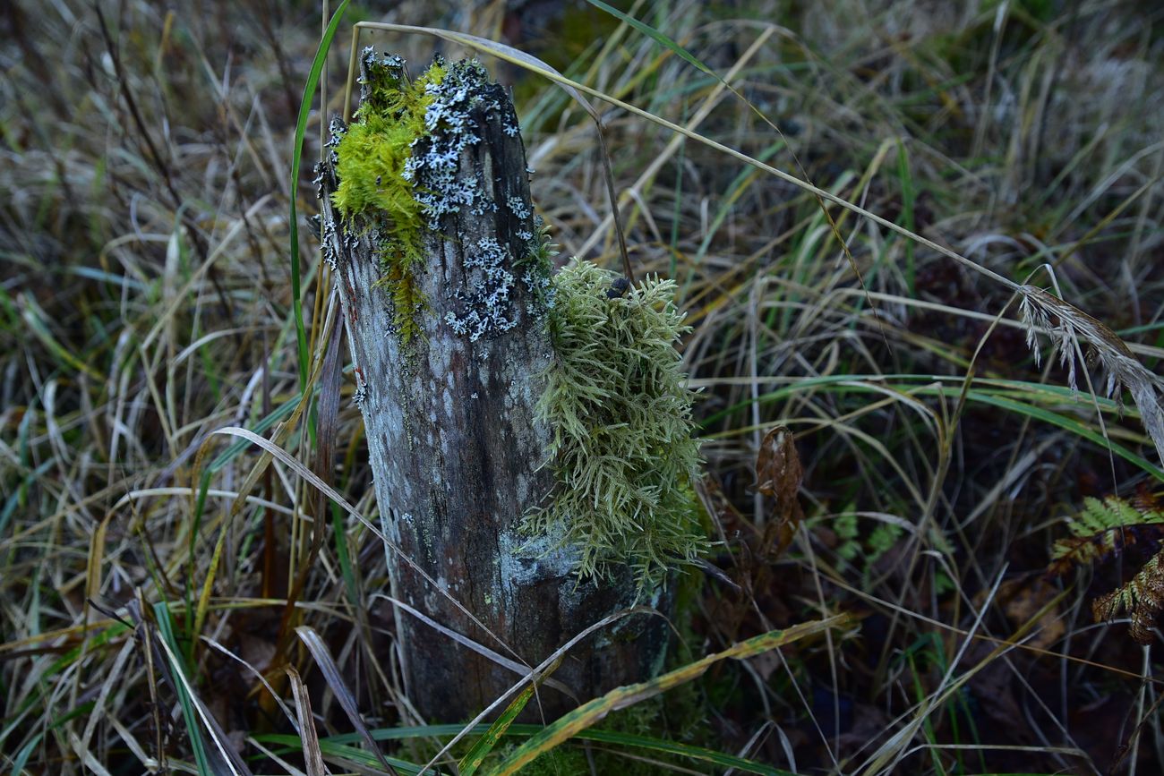 Image of Unknown species specimen.