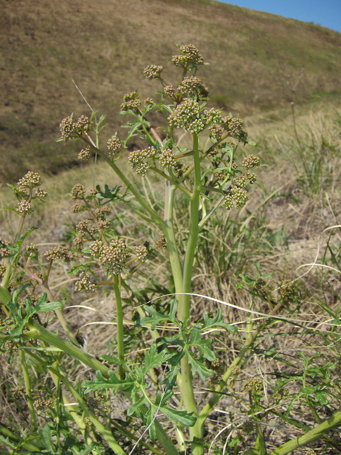 Изображение особи Crambe tataria.