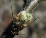 Image of taxon representative. Author is Николай Степанов