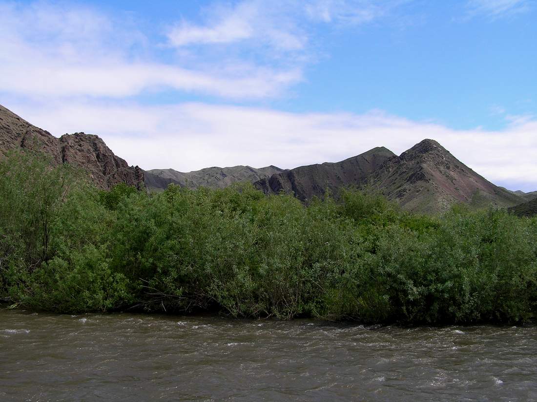 Image of Salix caspica specimen.