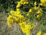 Solidago canadensis