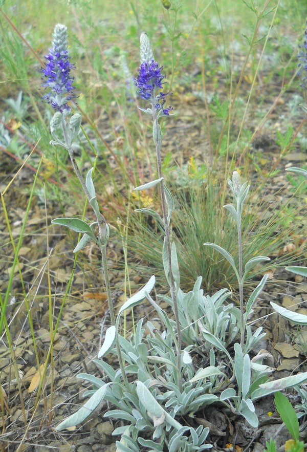 Image of Veronica incana specimen.