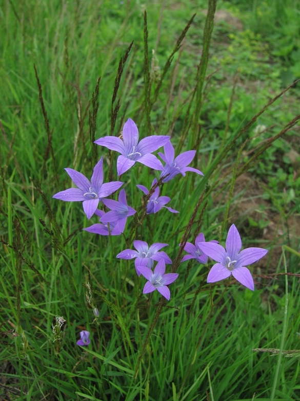 Изображение особи Campanula patula.