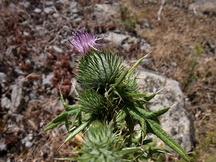 Изображение особи род Cirsium.