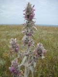 Stachys cretica. Верхушка цветущего растения. Крым, Керченский п-ов, запад. окр. с. Заводское, степь к Азовскому морю. 30.06.2011.
