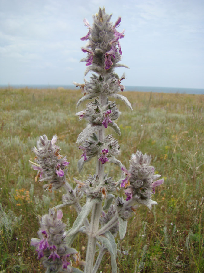 Image of Stachys cretica specimen.