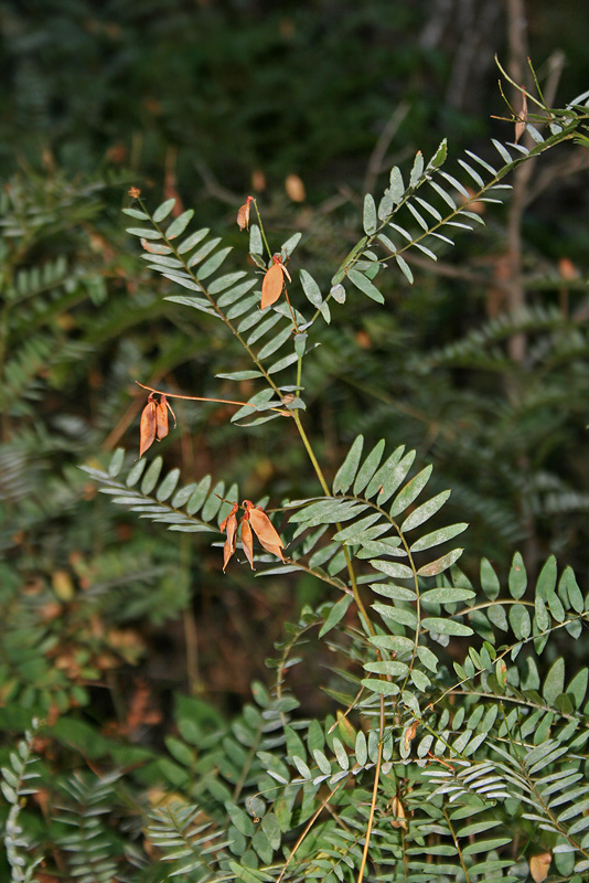 Изображение особи Vicia cassubica.