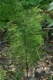 Equisetum sylvaticum