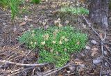 Antennaria dioica