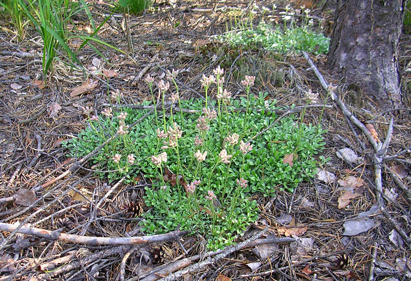 Изображение особи Antennaria dioica.