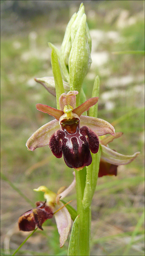 Изображение особи Ophrys mammosa ssp. caucasica.