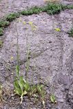 Crepis pulchra подвид turkestanica. Цветущее растение. Таджикистан, Гиссарский хр., ущелье Сингисафат. 29.04.2011.