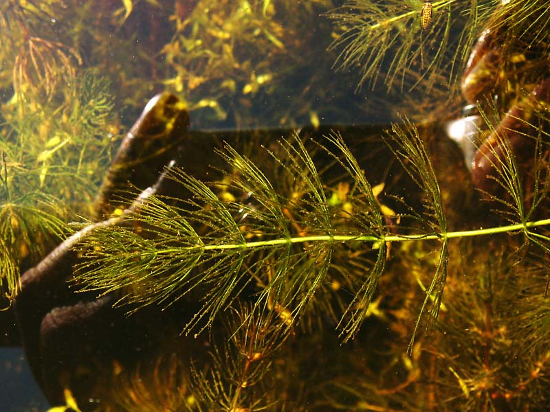 Изображение особи Ceratophyllum submersum.