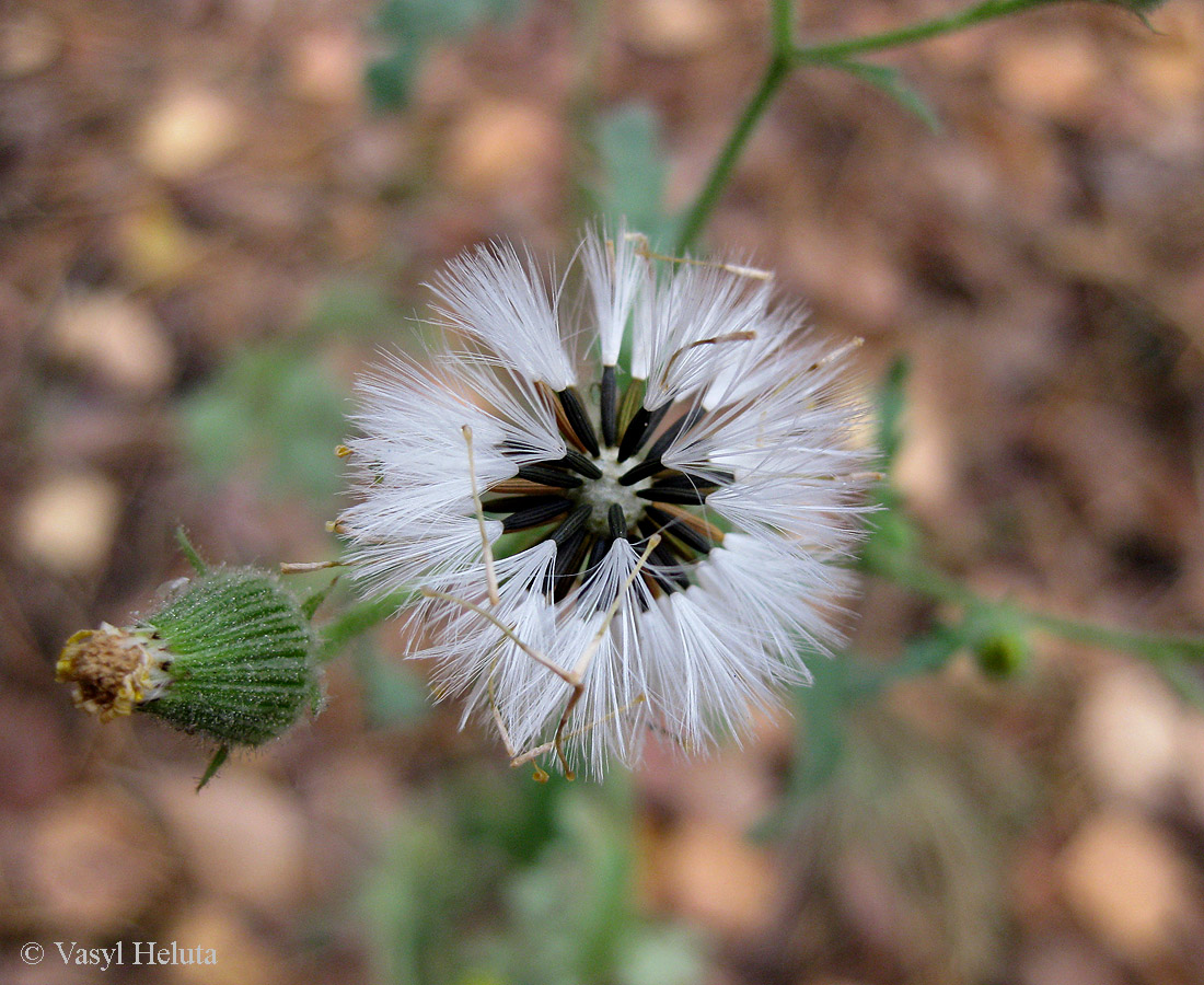 Image of Senecio viscosus specimen.