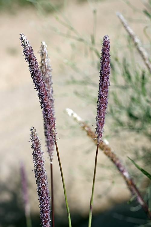 Image of genus Alopecurus specimen.