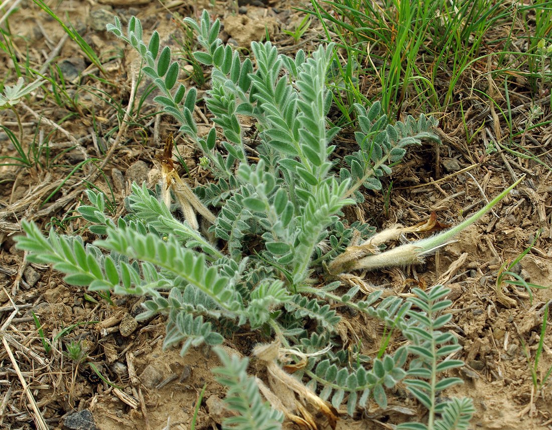 Изображение особи Astragalus xipholobus.