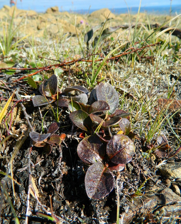Image of Salix arctica specimen.