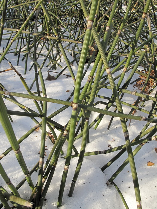 Image of Equisetum hyemale specimen.