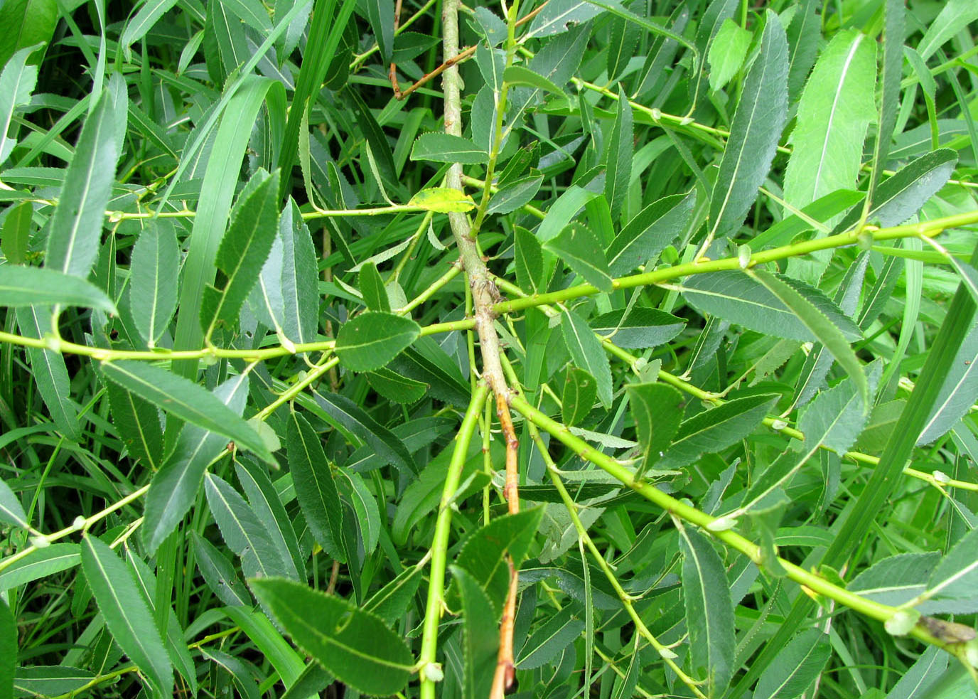 Image of Salix &times; meyeriana specimen.