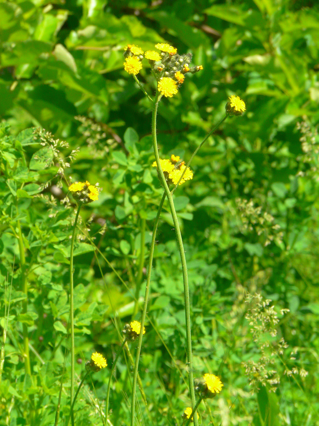 Image of genus Pilosella specimen.