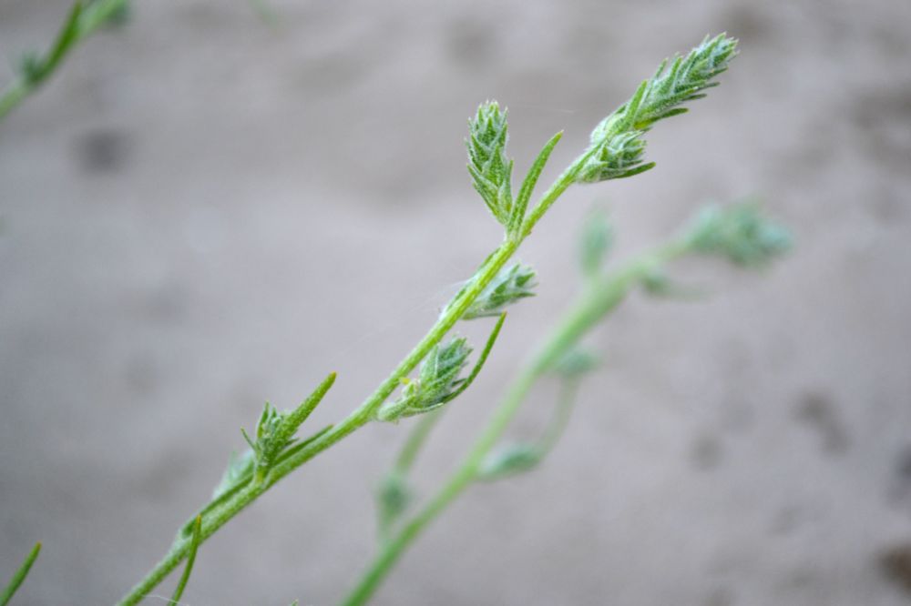 Image of Corispermum hyssopifolium specimen.