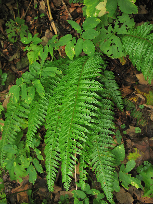 Image of Polystichum aculeatum specimen.